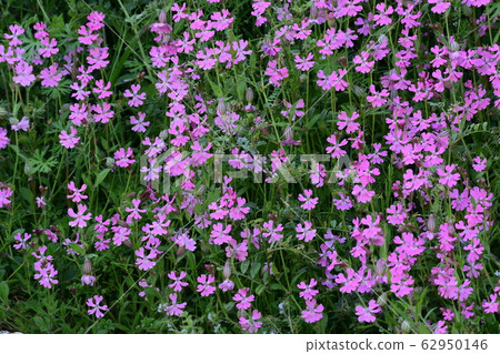 報春花報春花(背景材料) 報春花報春花(背景材料) 62950146