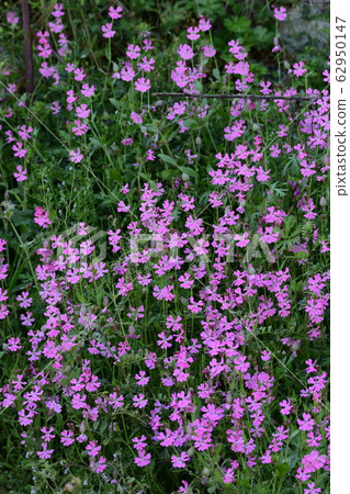 Primrose Primrose (background material) Primrose Primrose (background material) 62950147