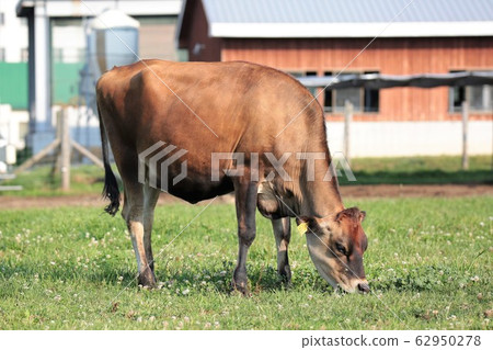 Jersey cattle Jersey cattle 62950278