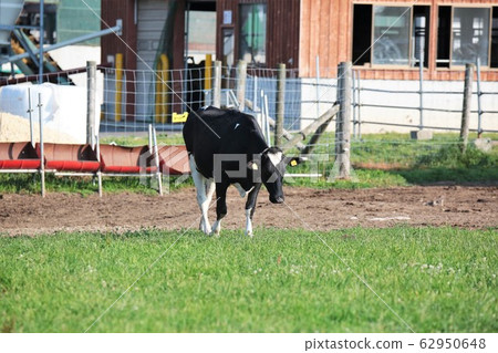 Holstein cattle 62950648