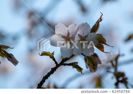 Cherry blossoms in full bloom 62950788