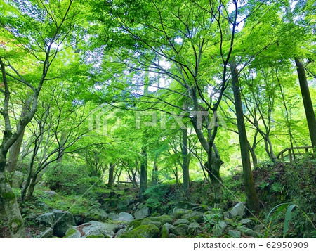 Green in the forest Green in the forest 62950909