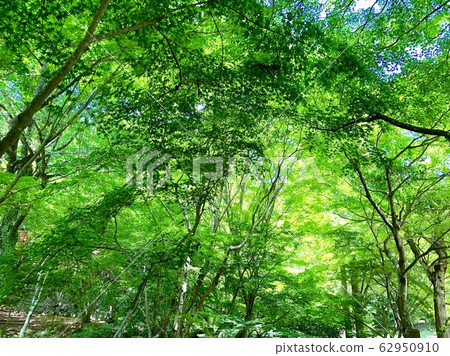 Green in the forest 62950910