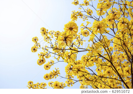 Yellow blossoms flower on day sky 62951072