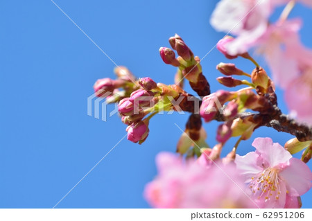 Kawazu Sakura (N) Kawazu Sakura (N) 62951206