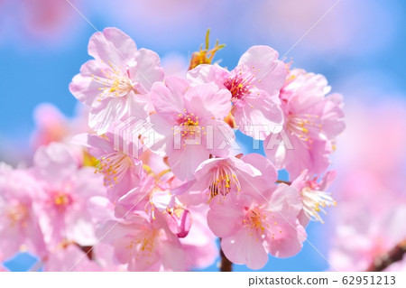 Kawazu Sakura（N）盛開 62951213