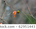 Persimmon leaves and white-eye 62951443