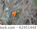 Persimmon leaves and white-eye 62951448