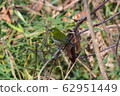 Bamboo thicket 62951449