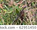 Bamboo thicket 62951450