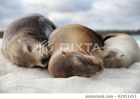 Animals Sea Lion Family in sand lying on beach Galapagos Islands - Cute adorable Animals Sea Lion Family in sand lying on beach Galapagos Islands - Cute adorable 62951451