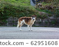 Wild dog 62951608