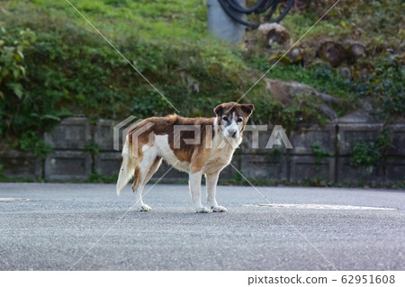 野狗 野狗 62951608