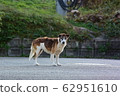 Wild dog 62951610