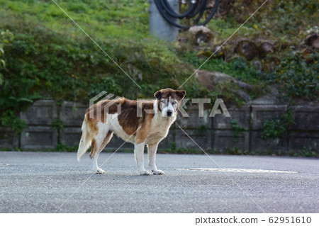 野狗 野狗 62951610