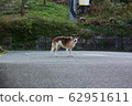 Wild dog 62951611