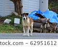 Wild dog 62951612