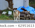 Wild dog 62951613