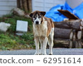 Wild dog 62951614