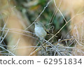 Warbler waiting for spring 62951834