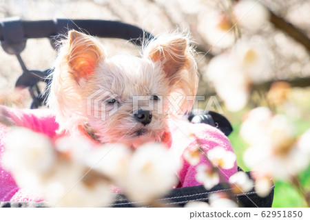 Plum and dog 62951850