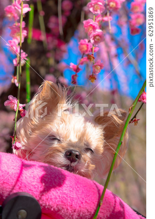 Plum and dog 62951869