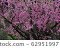 Peach blossom (background material) 62951997