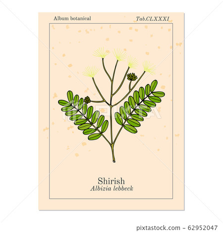 Shirish albizia lebbeck , or lebbek tree, medicinal plant 62952047