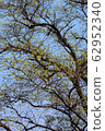 Fresh green of big trees 62952340