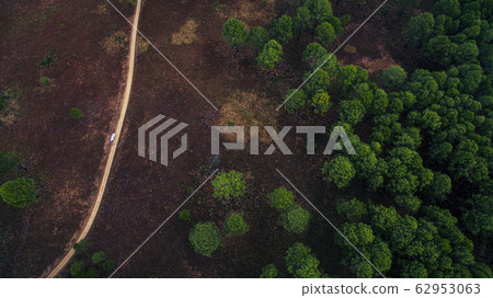 aerial view of jungle trail and plain of pine aerial view of jungle trail and plain of pine 62953063