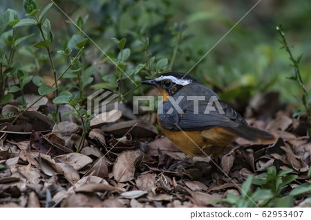 Mamijiro thrush hitaki 62953407