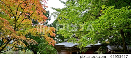 寺廟的楓葉秋葉已經開始變色 62953457