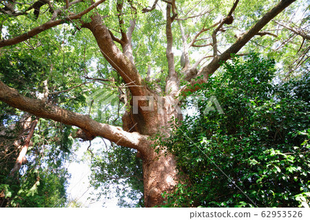 Camphor tree 62953526
