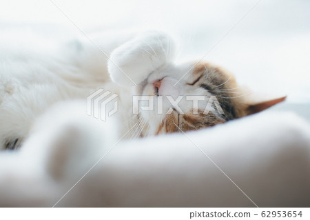 Calico sleeping in the sun Calico sleeping in the sun 62953654