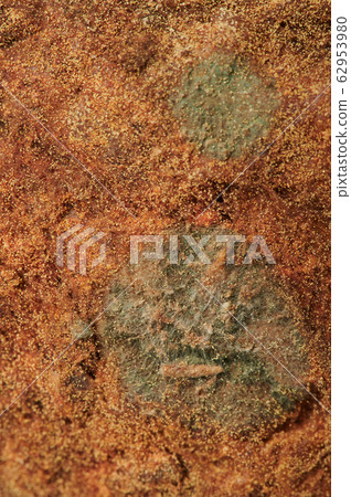 Green mould spot Green mould spot 62953980