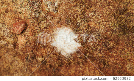 White fungus spot White fungus spot 62953982