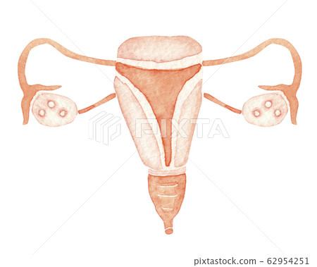 Uterus Human Body Organs Internal Organs Stock Illustration