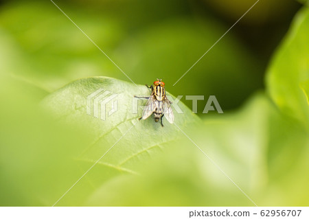 Yellow Flesh Fly 62956707