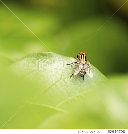 Yellow Flesh Fly Yellow Flesh Fly 62956708