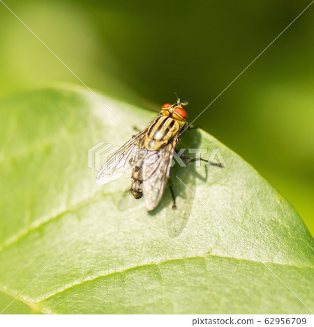Yellow Flesh Fly 62956709
