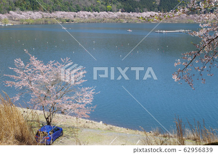 櫻花壩湖和柳樹風光 櫻花壩湖和柳樹風光 62956839