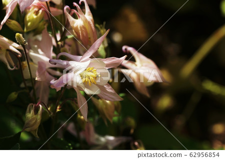 Odamaki Aquilegia Odamaki Aquilegia 62956854
