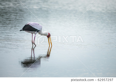Yellow-Billed stork in Kruger National park, South 62957297