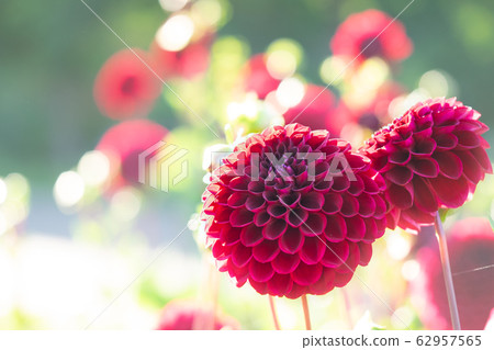 Dahlia pompon dahlia Dahlia pompon dahlia 62957565