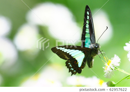 Aosiageha花蜜Halzion花 62957622