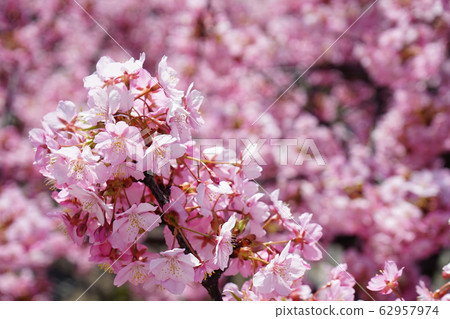 Kawazu Sakura 1 Kawazu Sakura 1 62957974