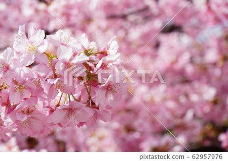 Kawazu Sakura 2 Kawazu Sakura 2 62957976