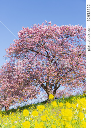 Kawazu櫻花樹在Minamiizu 62958222