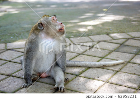 Balinese long-tailed monkey (Macaca Fascicularis) Balinese long-tailed monkey (Macaca Fascicularis) 62958231