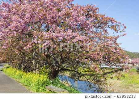 Kawazu cherry tree in Minamiizu 62958238